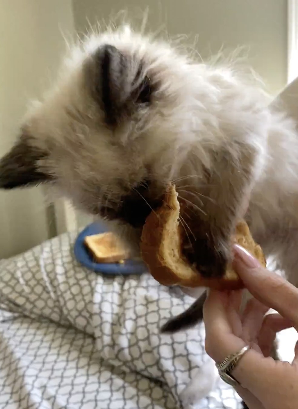 奴才：我也會護食的！