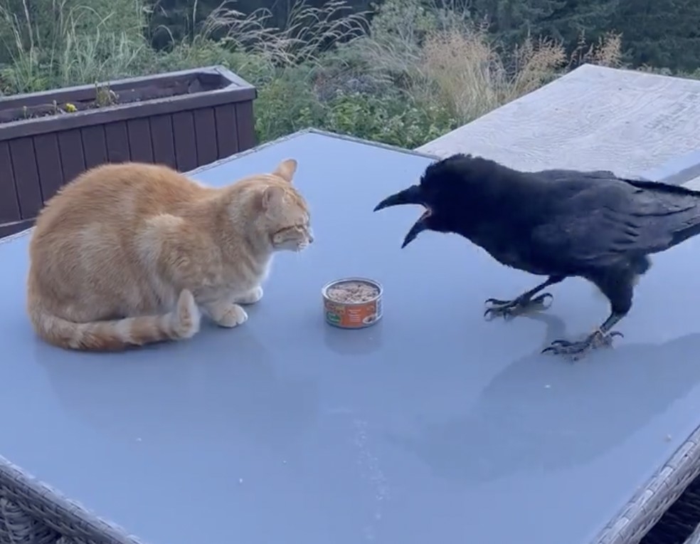 烏鴉：我就是光明正大的來搶吃的了