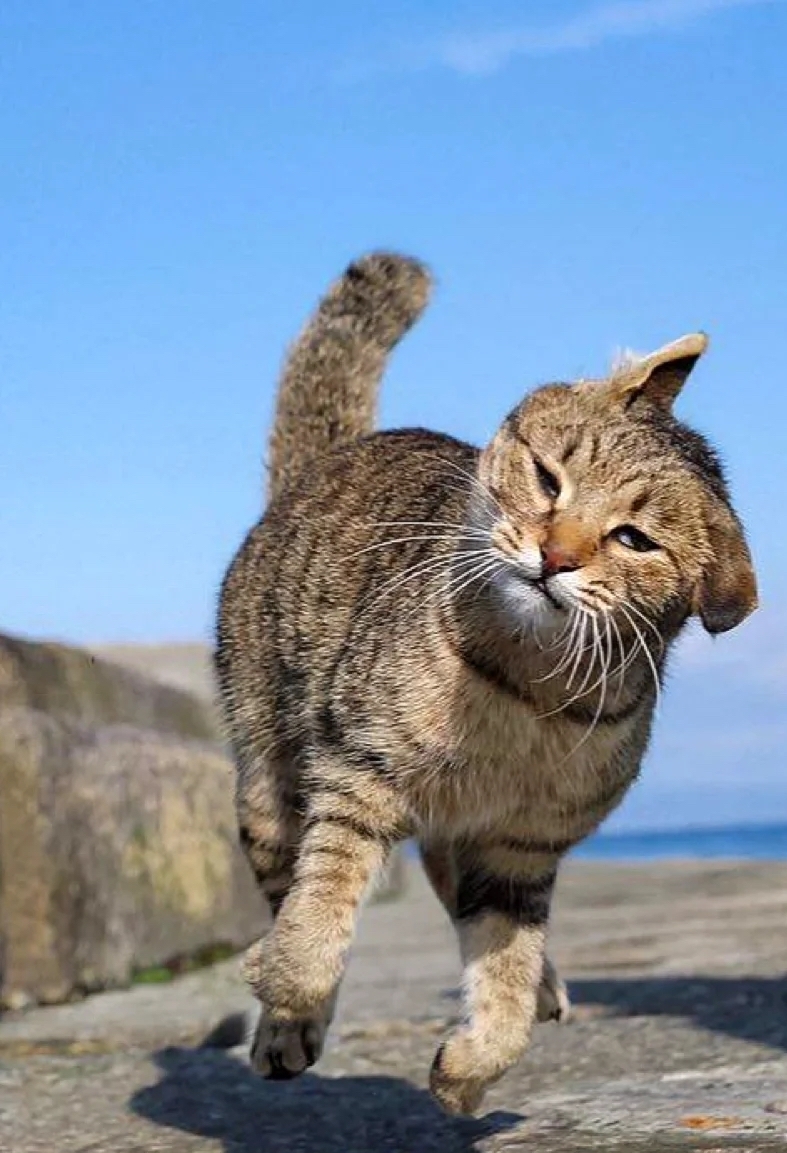 喵：無所謂～反正朕也不白啦