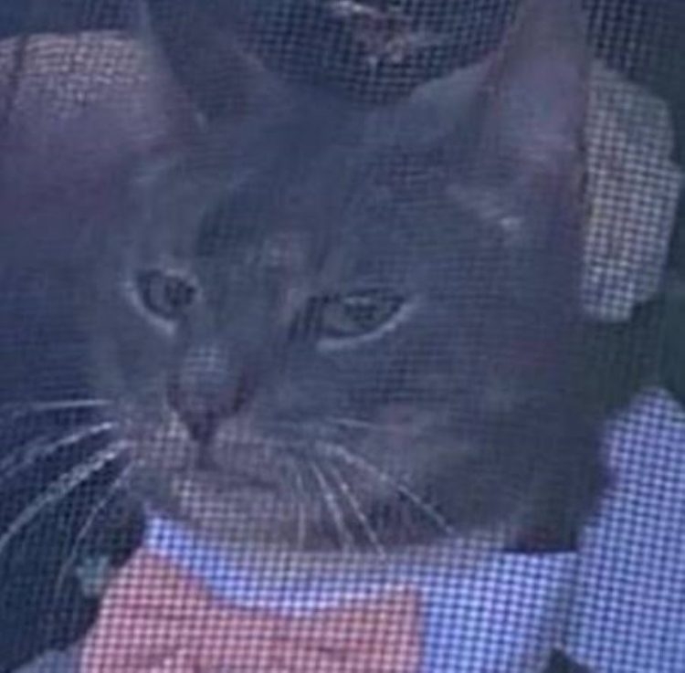 喵:朕在這裡沒有人敢來鬧場噠