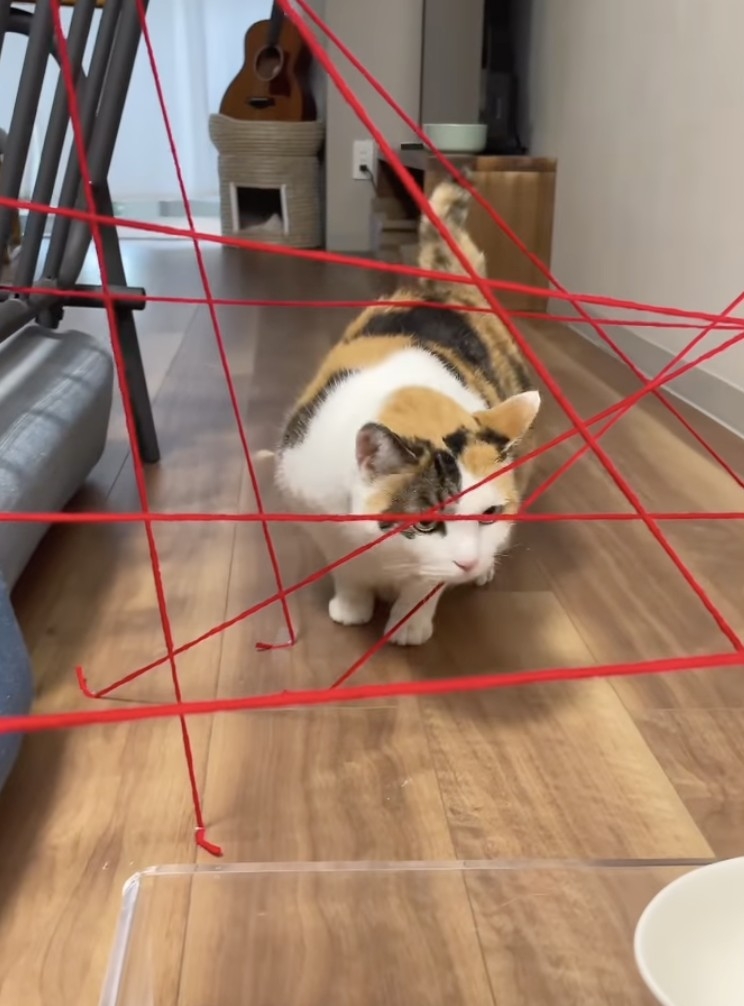 奴才：你好歹也假裝一下過不去啊....