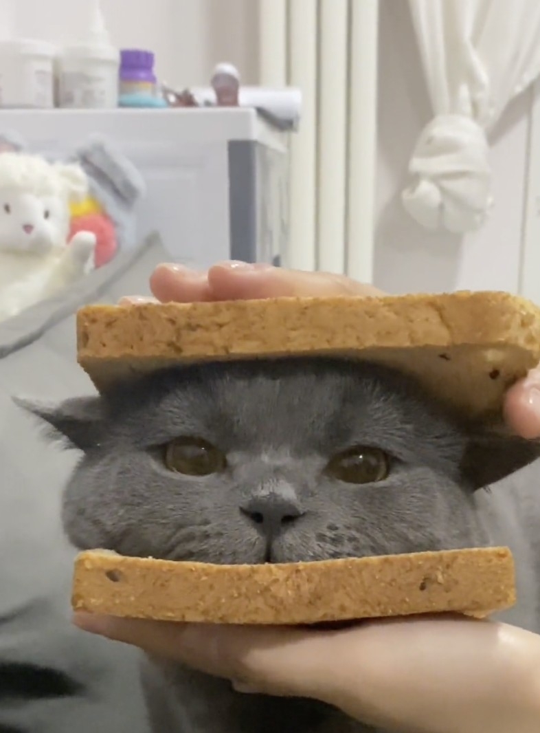 喵:家庭地位不保啊!