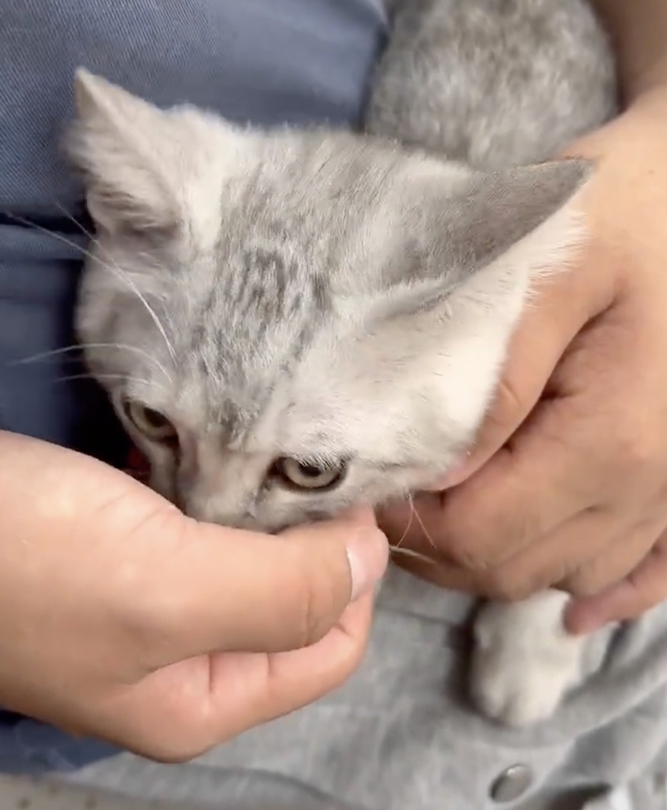 奴才：害怕就不要看啦