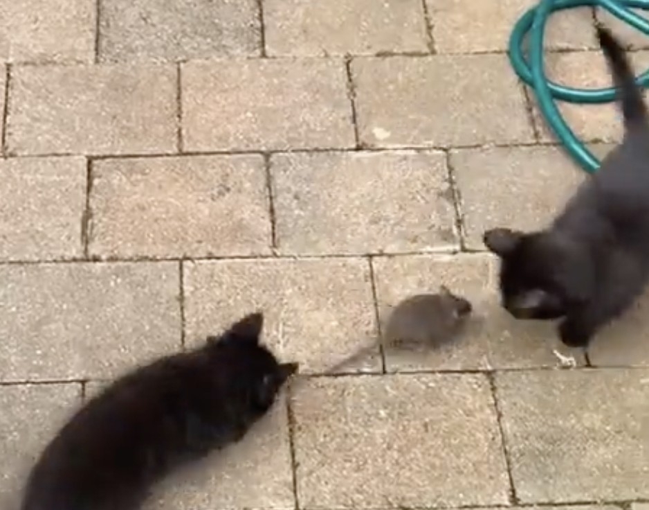 進一步，退兩步，但是好好玩喔～