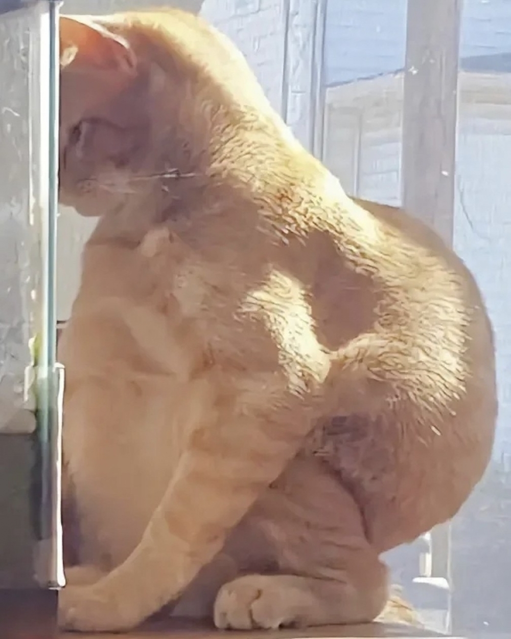 小貓咪不開心了....