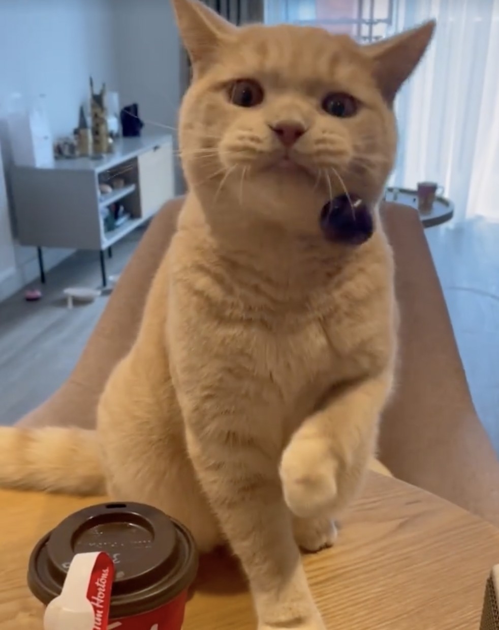 奴才：這看起來都差不多啊