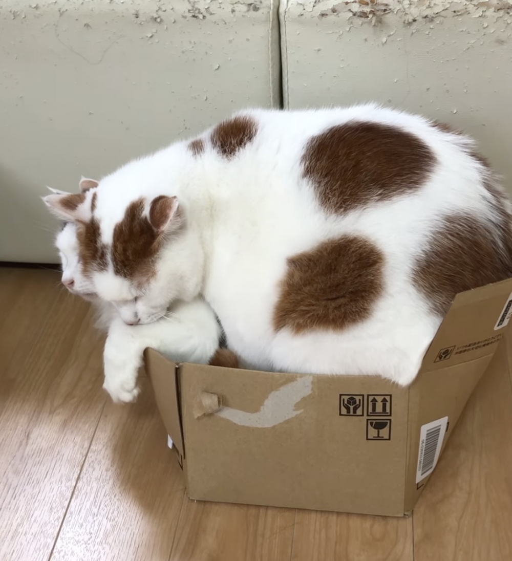 Zibi：朕快無法呼吸了！