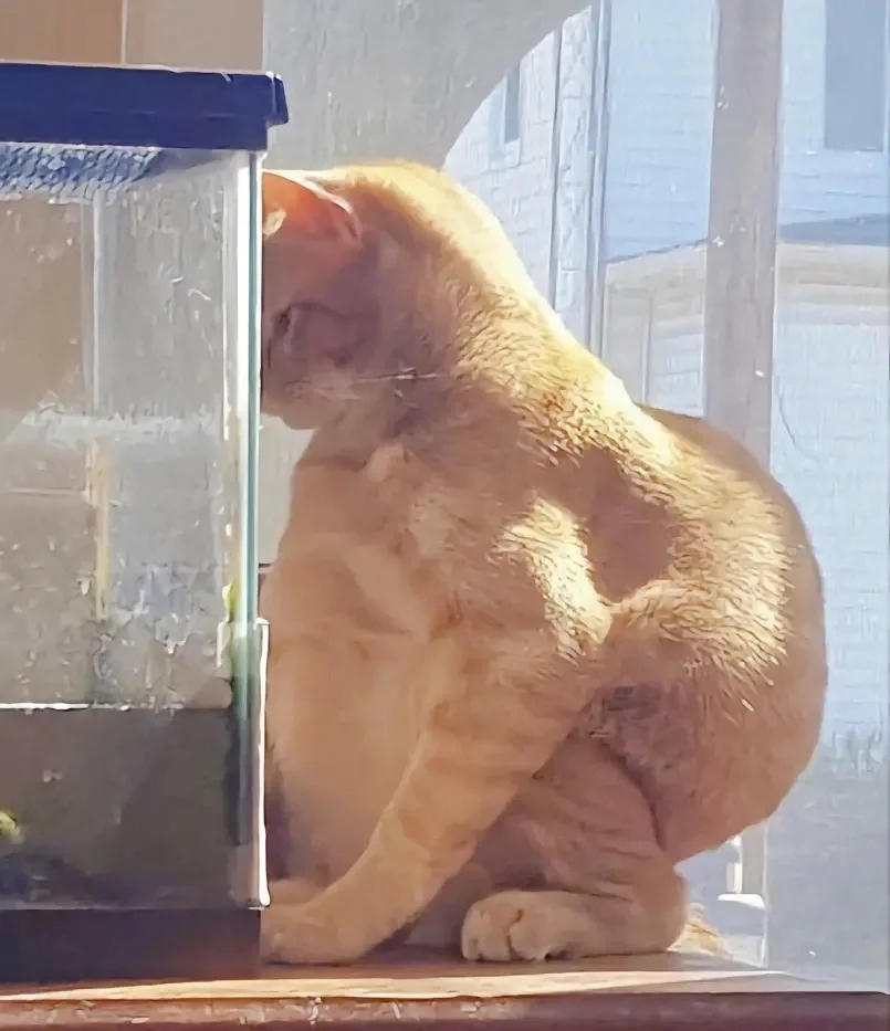 奴才：你確定這是好身材的比例？