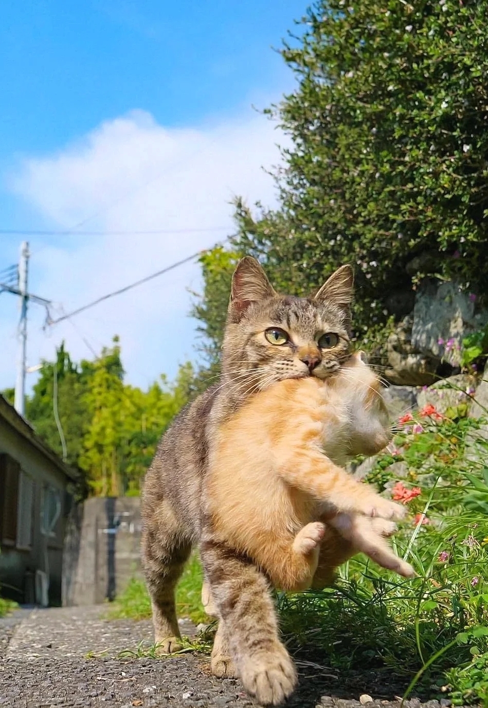 喵媽媽：時間緊任務重，我們要趕路啦