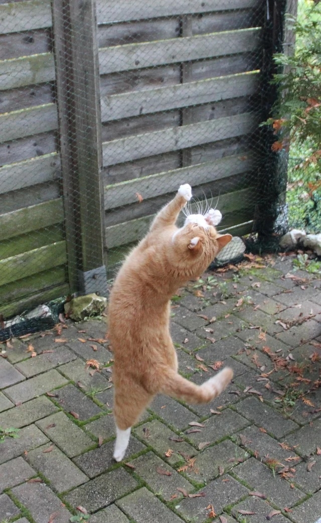 奴才：好適合給你配一首歌喔