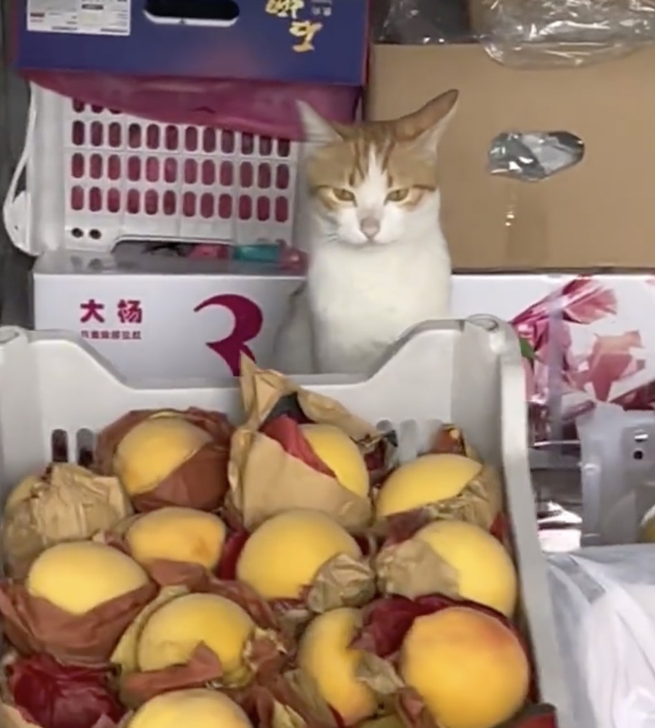 顧客：這是真的貓喔？