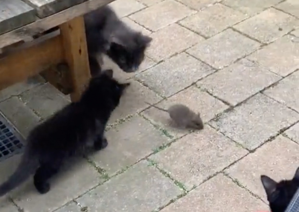 奴才：當然啊！這是老鼠欸～