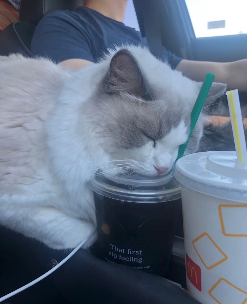 奴才：還真是，竟然會找枕頭睡喔