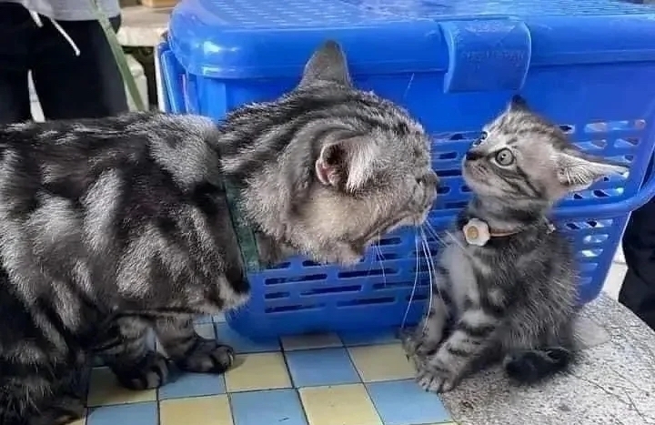 喵媽媽：還敢出去胡鬧嗎？