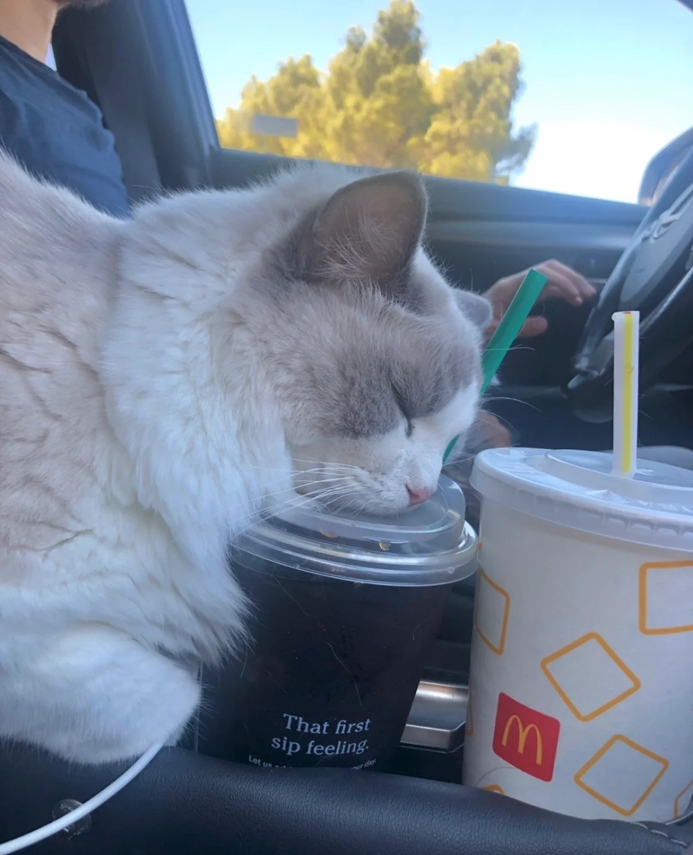 奴才：催眠效果真好