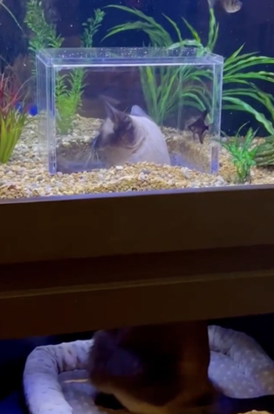 奴才：你就乖乖的觀賞就好啦