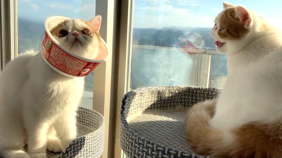 奴才：Hirune康復比較快啦～