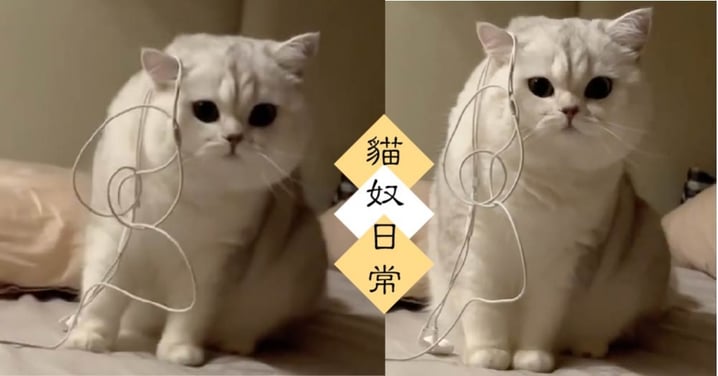 新型耳機支架？貓咪對人類物品的探索！喵：朕也想試戴看看啦