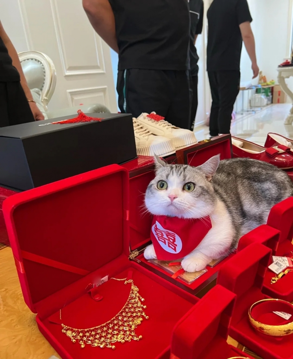 喵：本宮也不想搶風頭啦