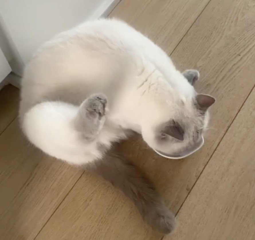 奴才：吃不吃～是你的最愛喔