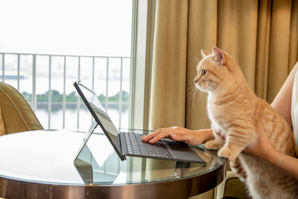 喵：好新鮮的體驗