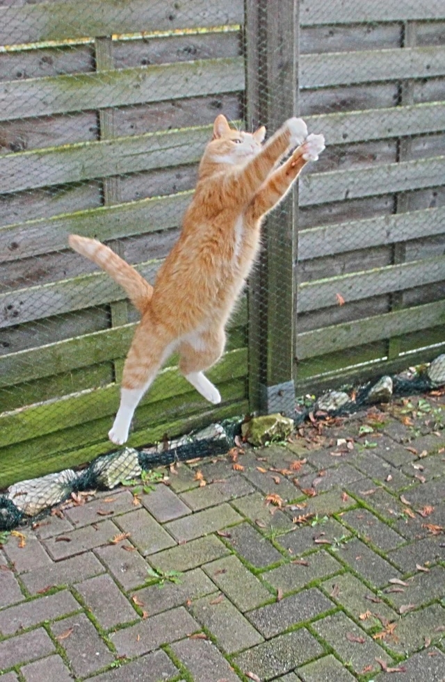 奴才：快展現你的實力