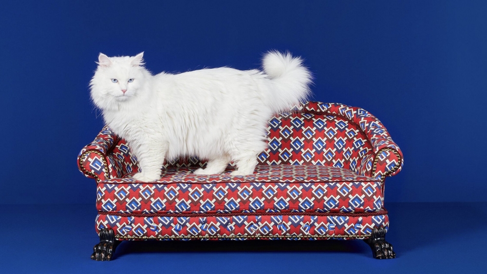 喵：朕很高貴的～