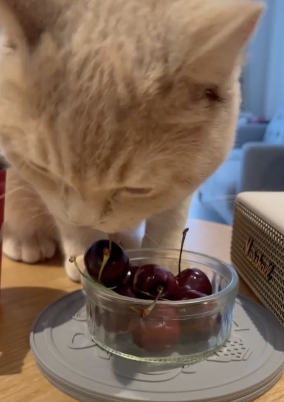 奴才：這些都是已經挑選過噠