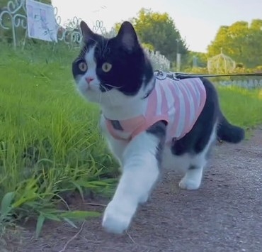 奴才：喵主子的汪行為～