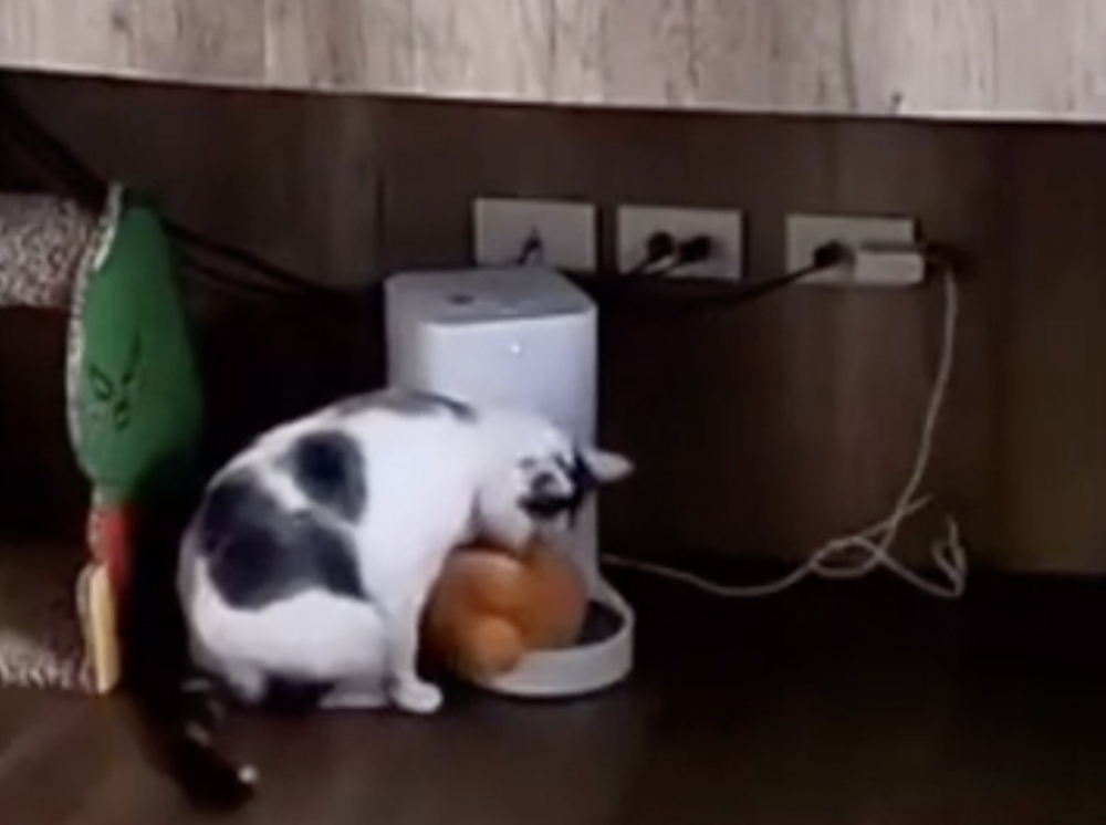 奴才：公仔玩具不會吃啦