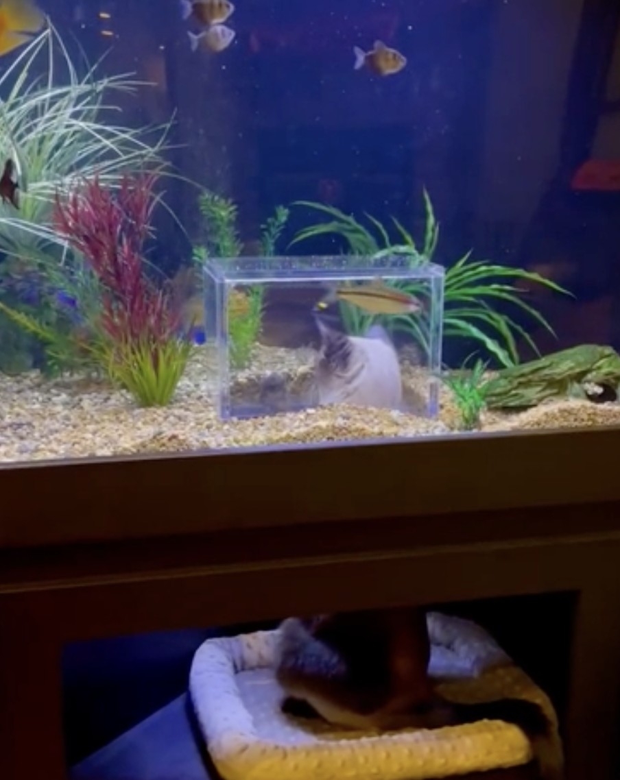 奴才：這個禮物還滿意嗎？