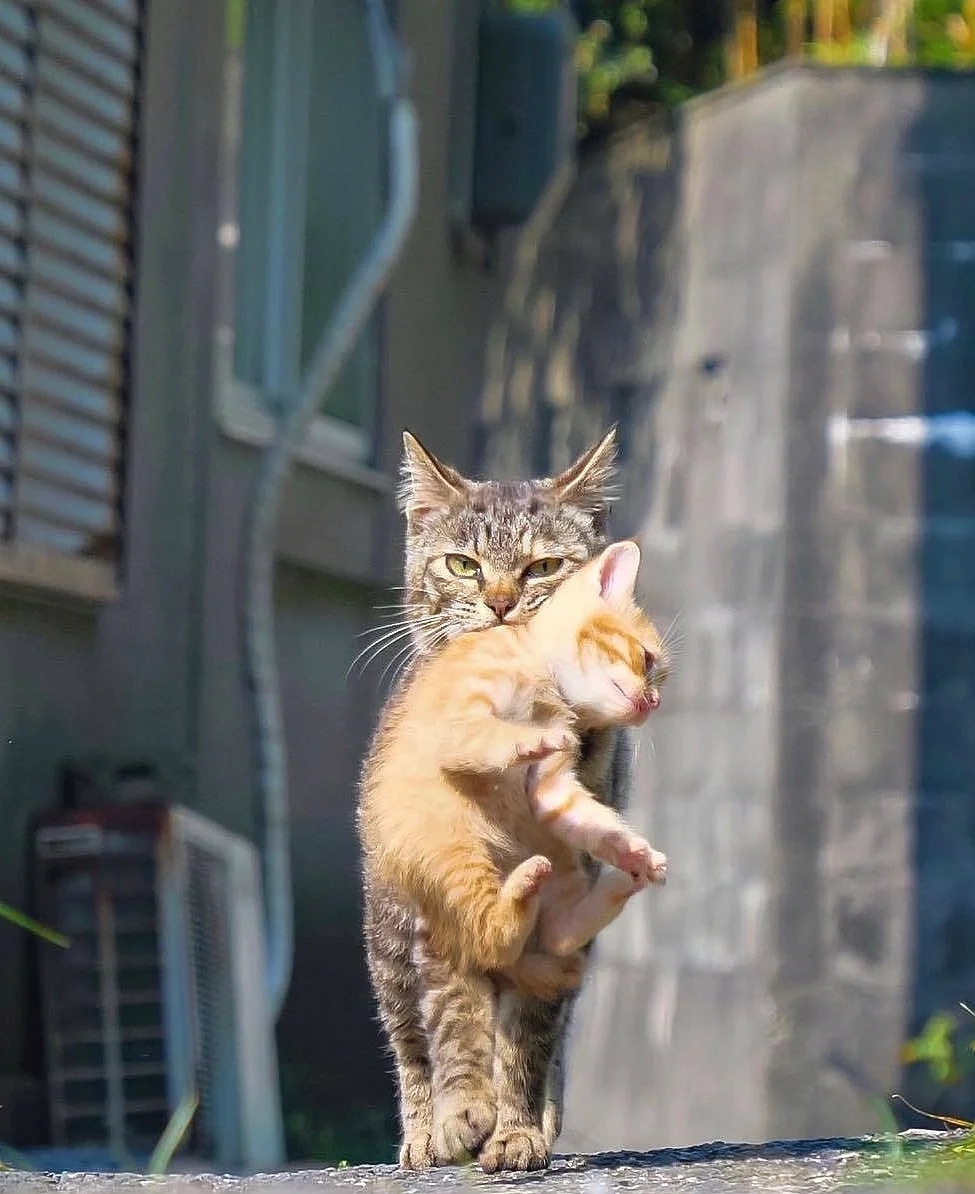 喵媽媽：不要再亂動了