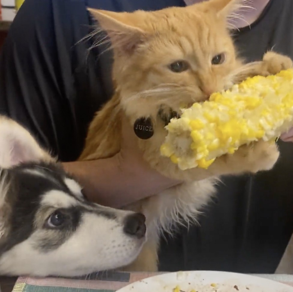 汪：我也喜歡吃啊