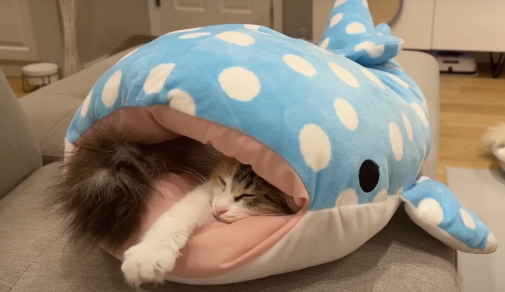 喵：睡眠質量大大提升啊