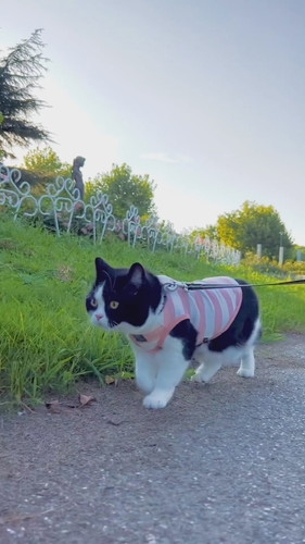 奴才：下次再帶你來