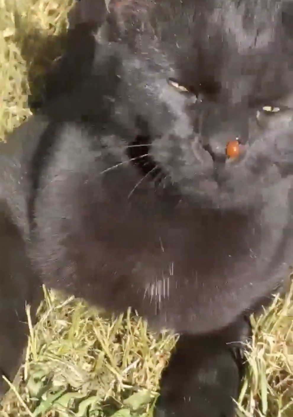 奴才：瓢蟲也想跟你做朋友啦～