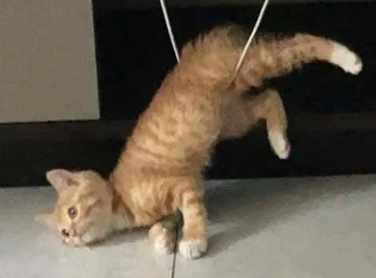 奴才：手機很貴欸～