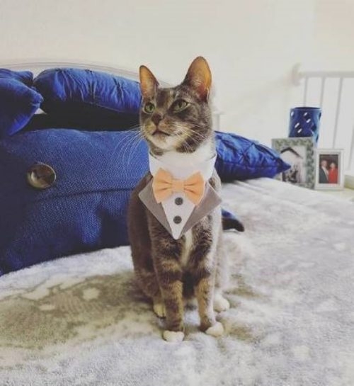 喵:英俊瀟灑說的就是朕