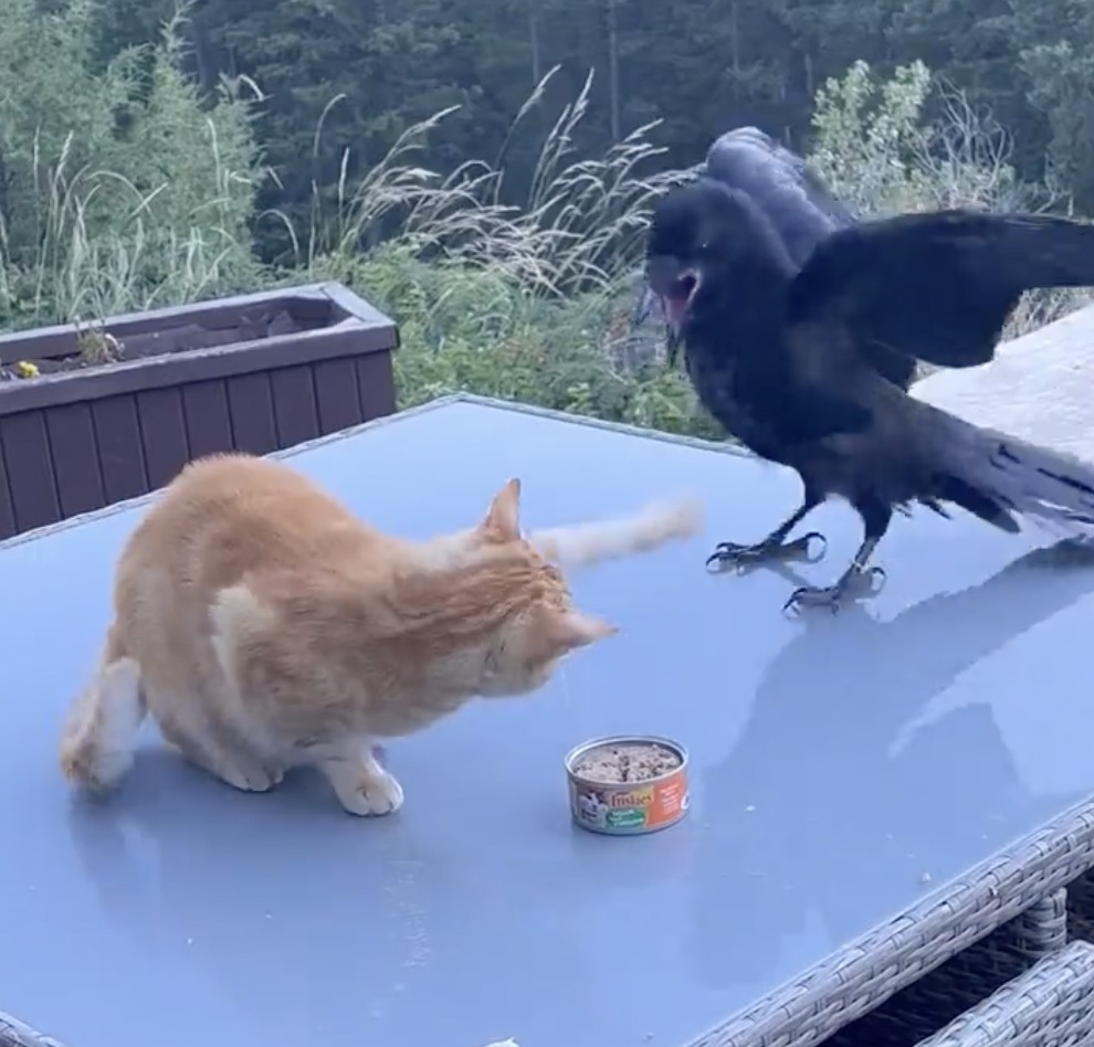 烏鴉：哎呀，到嘴的食物怎麼又飛了