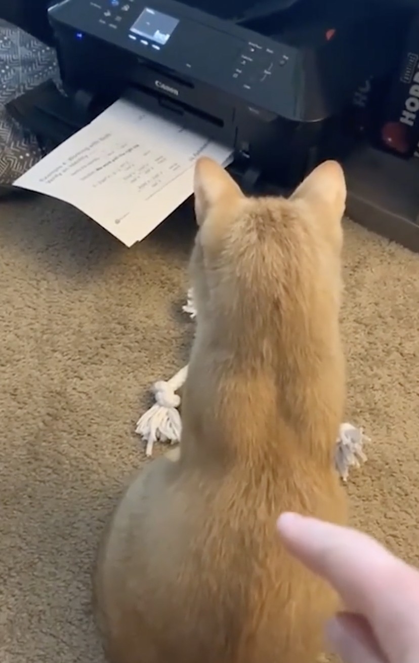 奴才：這個有什麼好看啦