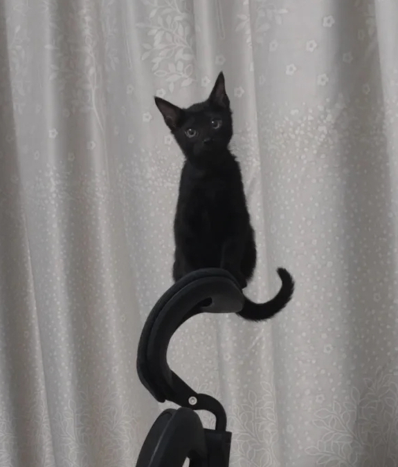 喵：朕現在在玩cosplay啦