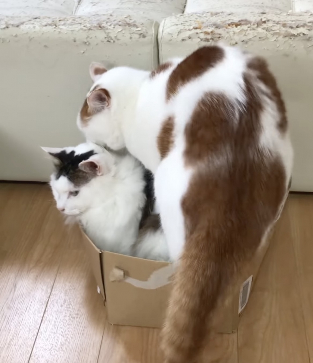 Zibi：什麼！這裡沒有位了