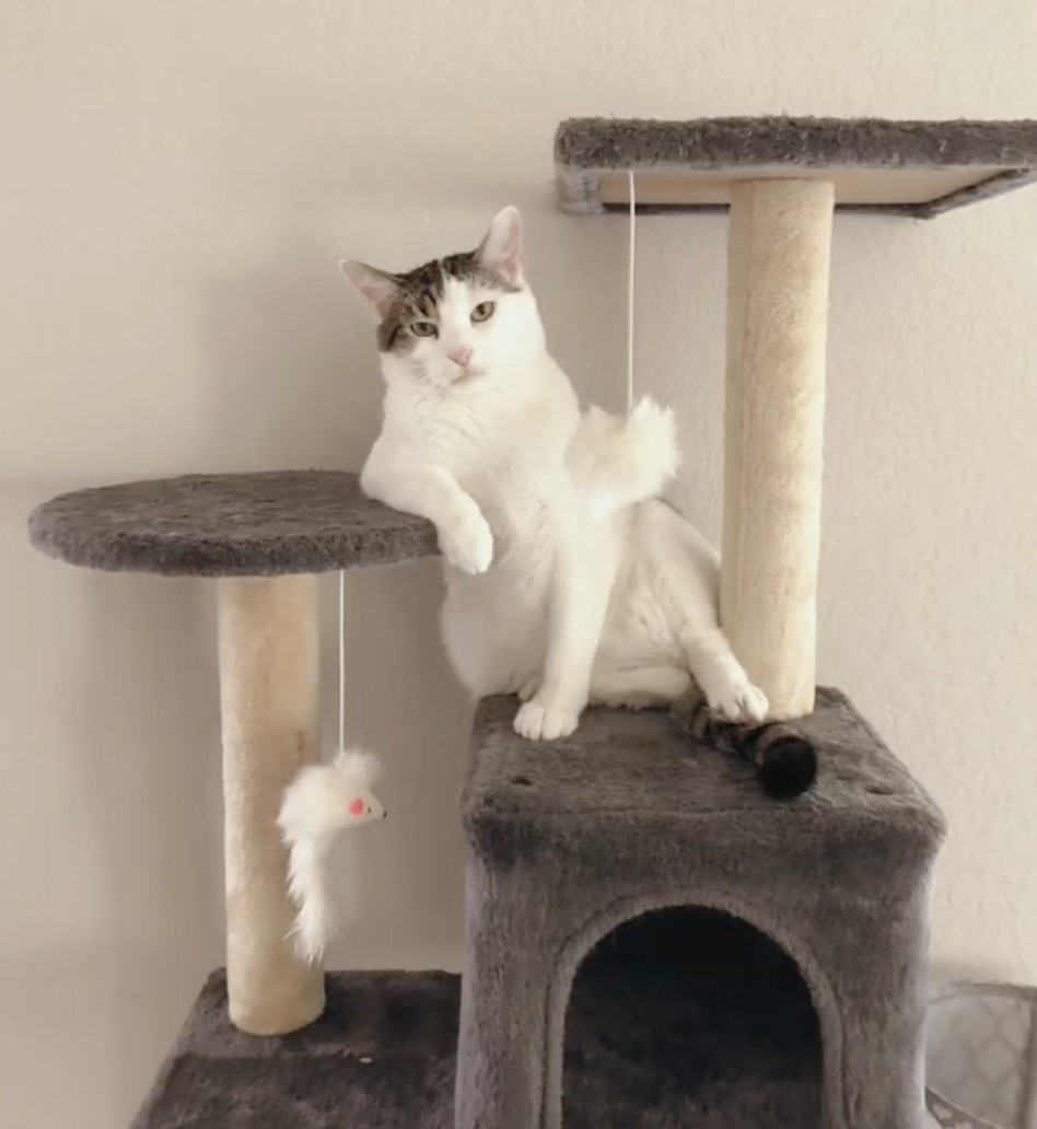 喵：想要朕出去賺錢養你？