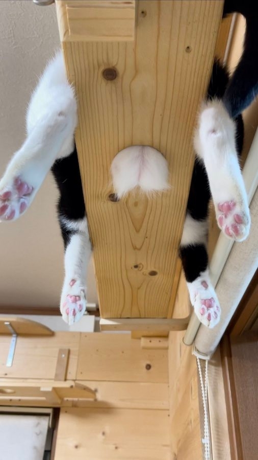 喵：感謝奴才為朕保養腳腳