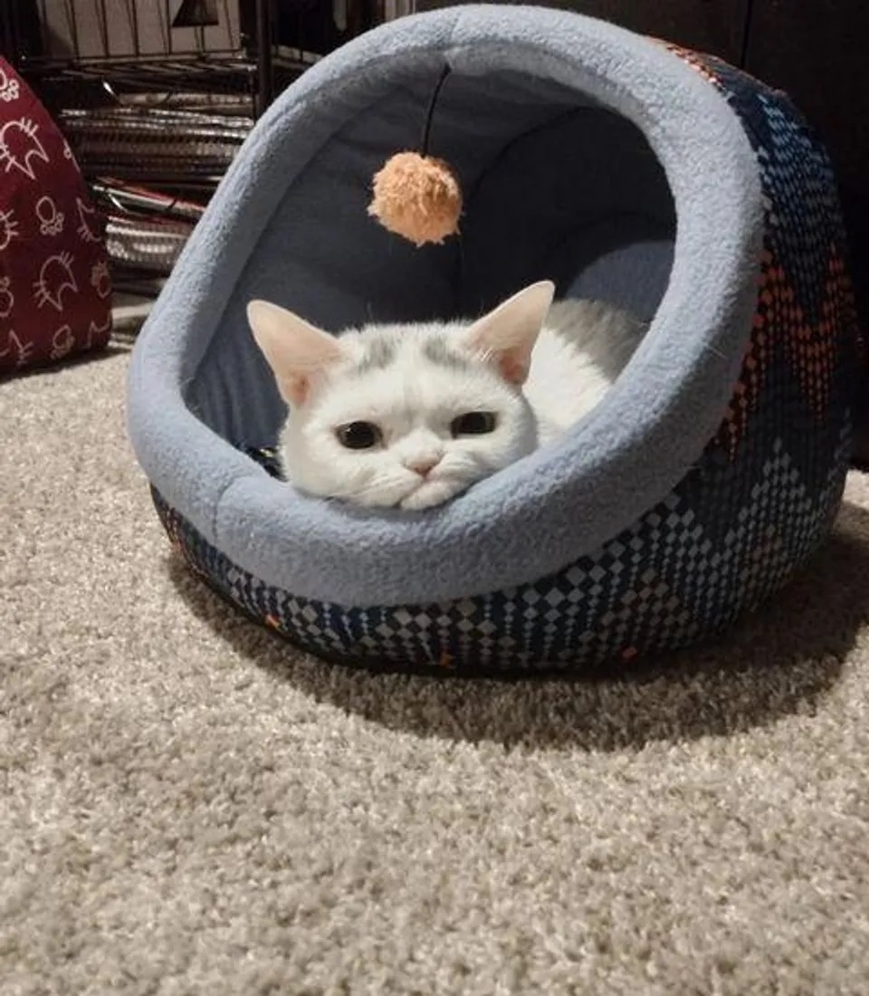 奴才：奴才知道啦