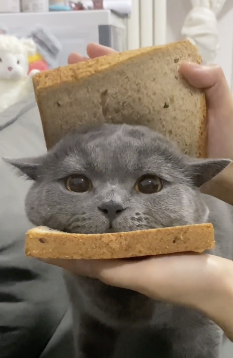 奴才:因為你灰灰的啊~