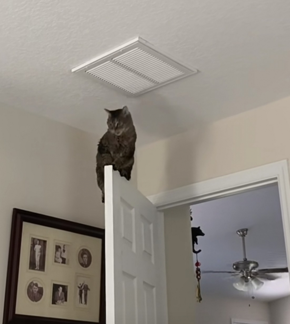 奴才：你再好好看看