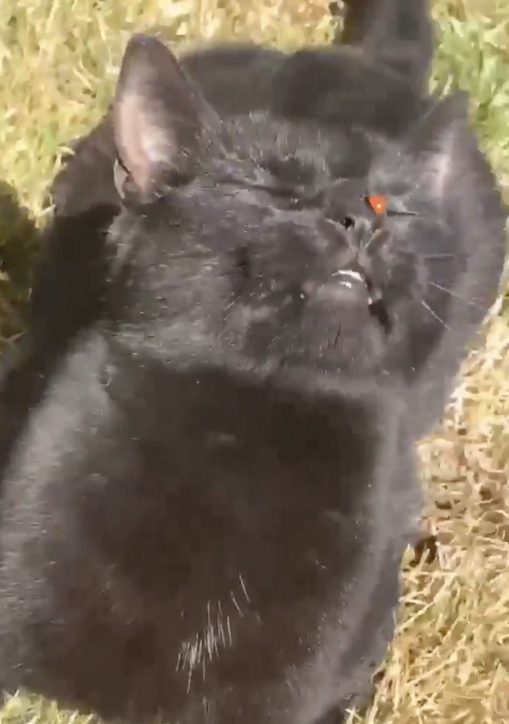 奴才：你那麼大一隻，怕什麼