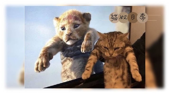 遠房親戚的相似基因～同為貓科的獅子王與貓版「辛巴」誰更有氣勢呢？
