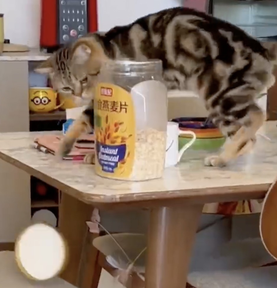 奴才：原來是你在偷吃